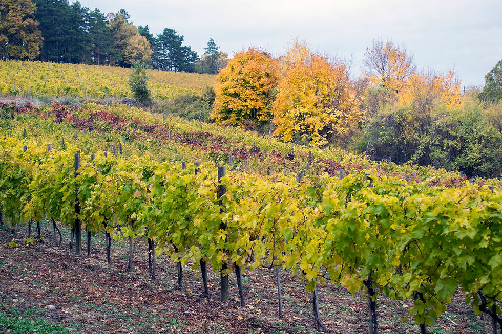Tour Expert Napa Valley