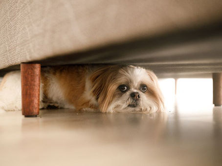 7 Powerful Ways to Calm Dog Anxiety Naturally Without Side Effects
