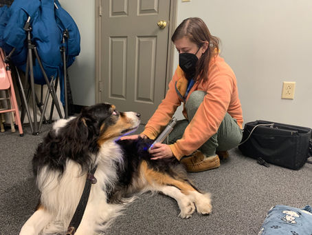 Holistic Pet Care: Caring for your Pet’s Body, Mind, and Spirit