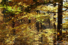 Herbststimmung in der Dresdner Heide