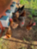 A few of our chickens