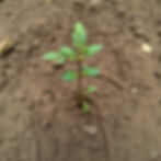 sapling