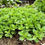 Miniatura: OREGANO