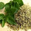 Miniatura: OREGANO