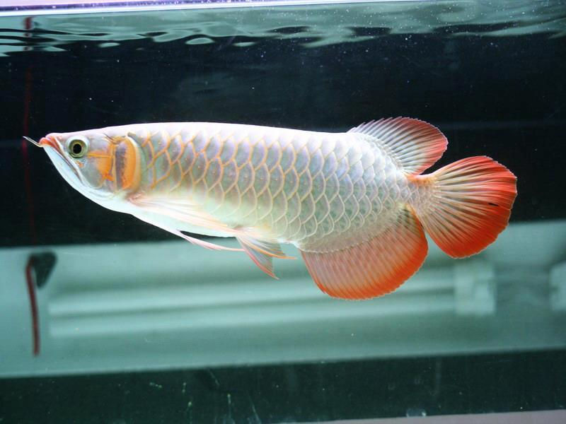 arowana3.jpg