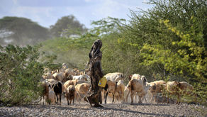 Can Asset Transfer & Asset Protection Policies Alter Poverty Dynamics in Northern Kenya?