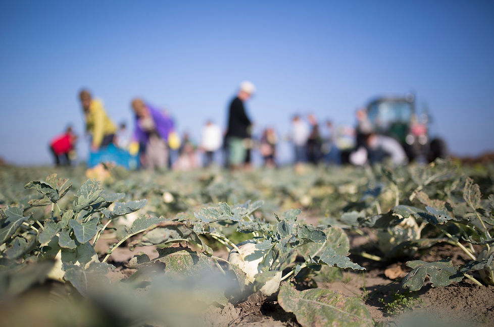 22-Harvesting & Dining in the Field.jpg