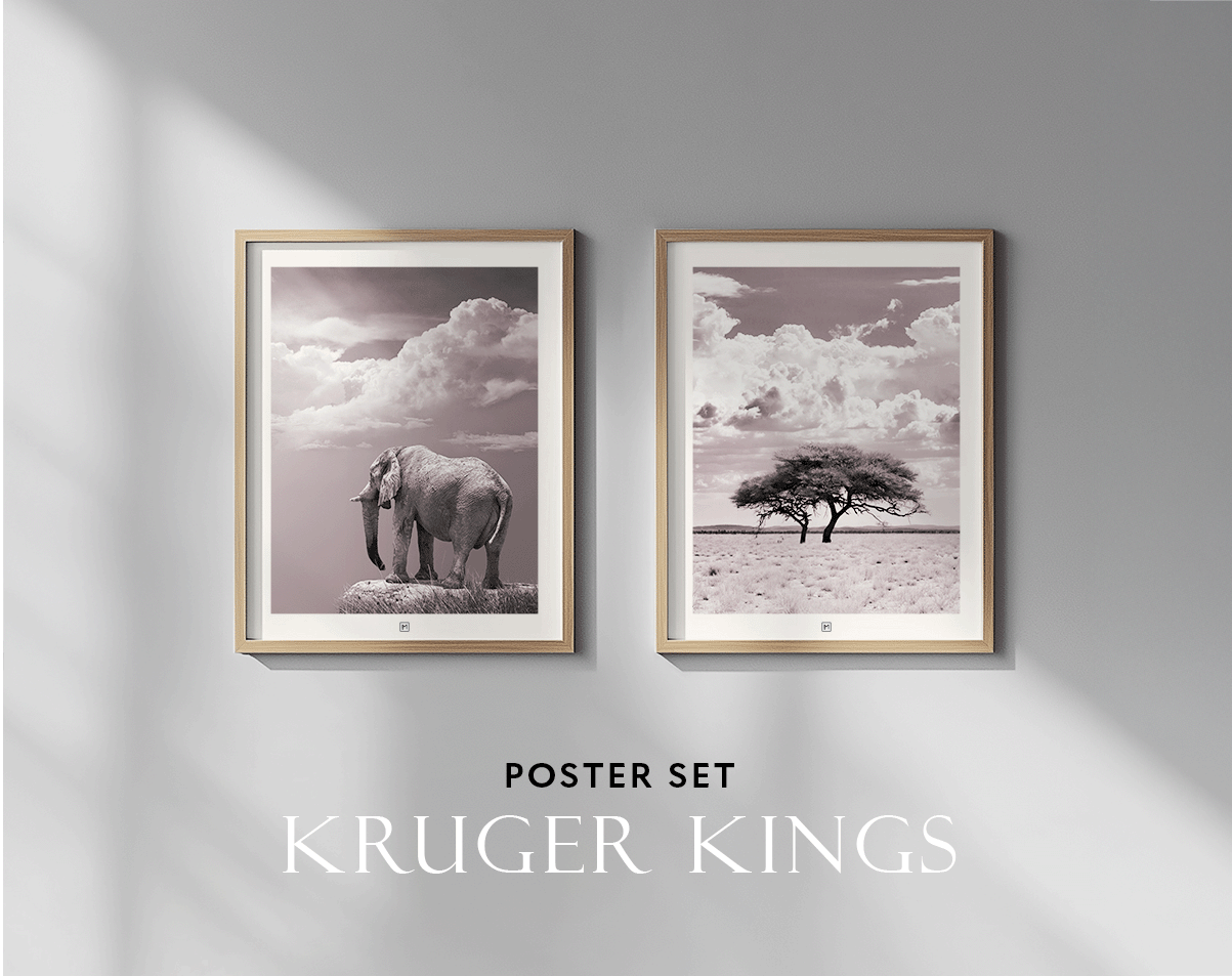Kruger Kings - Oudroze posters in set van 2