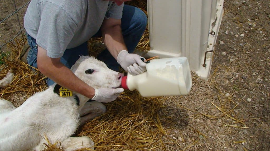 Trans-Ova-Calf-Suckling-Large-1024x576.j