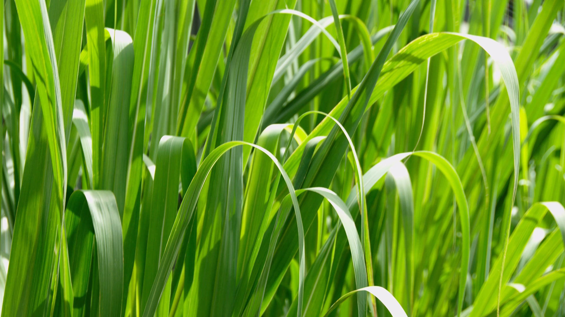 Lawn Maintenance Natural Designs Landscaping Lutz