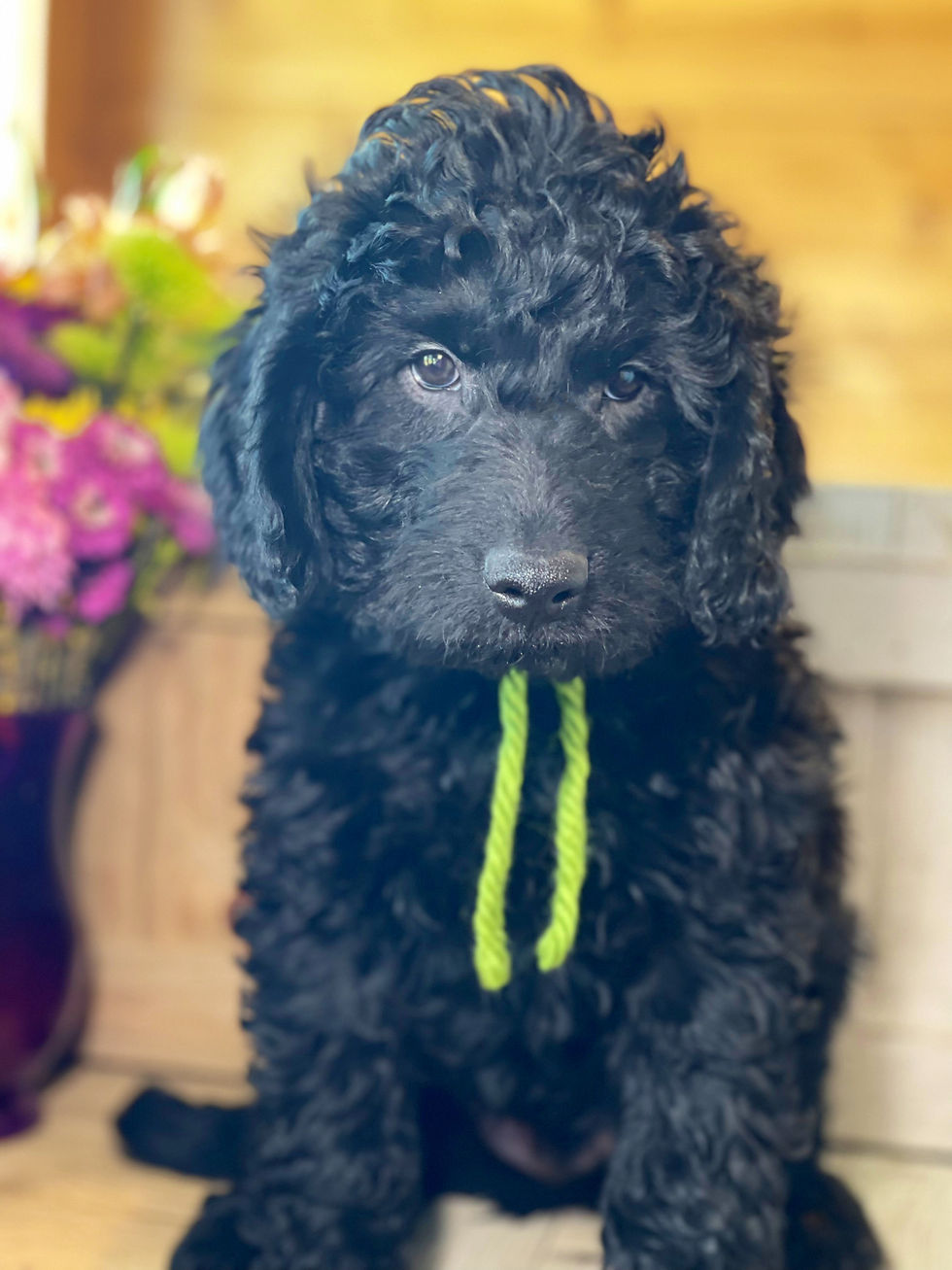 Thumbnail: SOLD - Jet - green collar, black male miniature multigen labradoodle