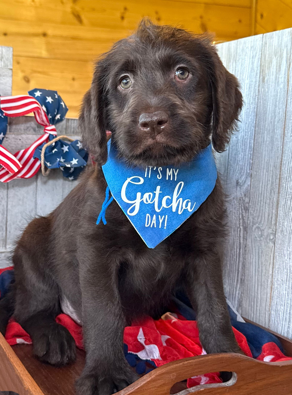 Thumbnail: SOLD - Lotus - blue collar male, standard size labradoodle