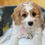 Thumbnail: SOLD - Naomi - female F1b miniature bernedoodle
