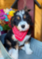 Thumbnail: SOLD - Rowan - red collar male, F1 moyen bernedoodle