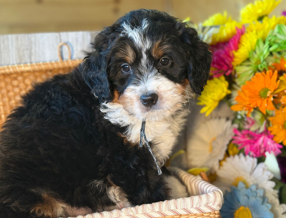 Thumbnail: SOLD - Rivers - grey/black collar female, F1 moyen bernedoodle