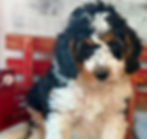 Thumbnail: SOLD - Wrigley - orange collar male, F1b miniature bernedoodle