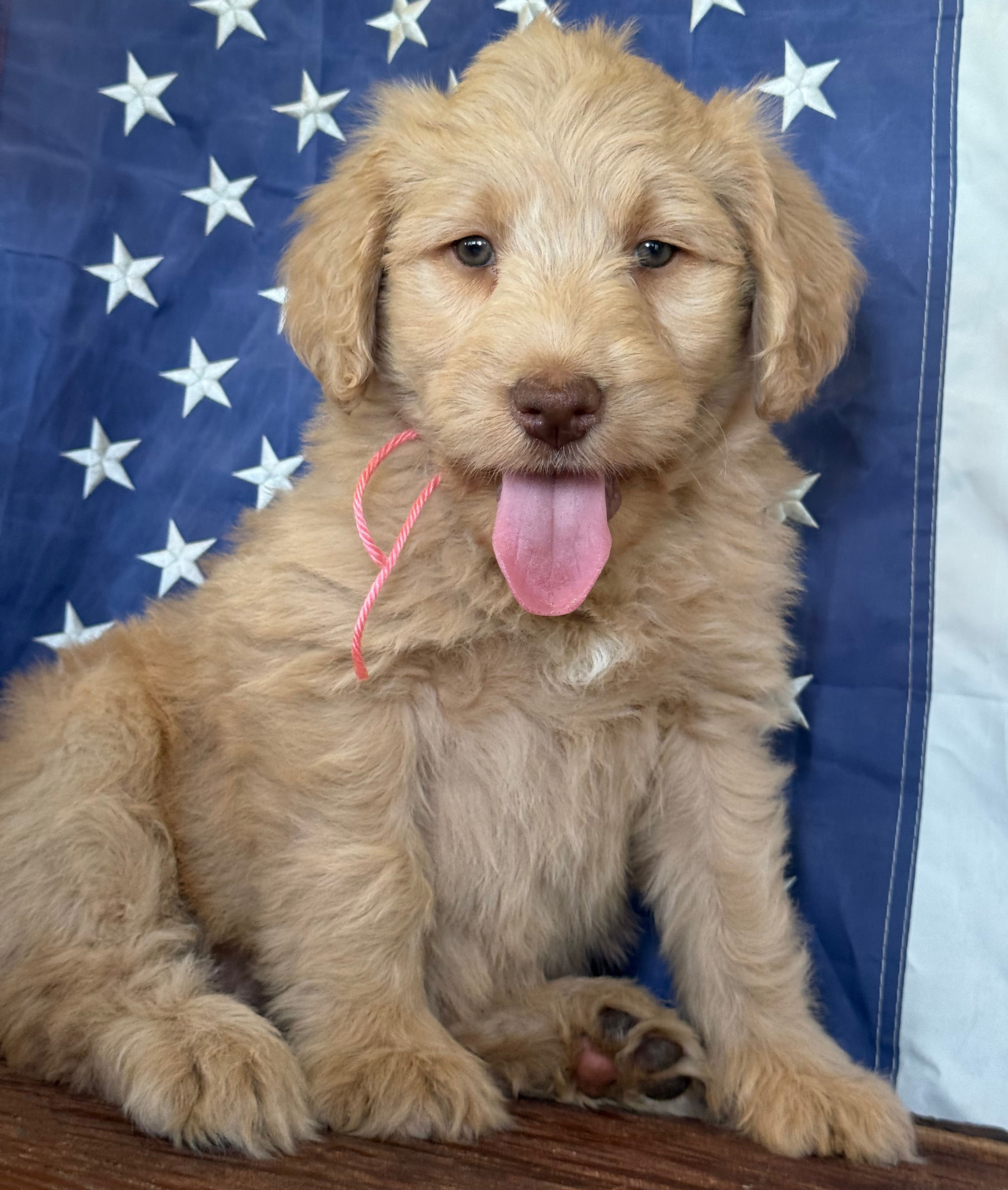 SOLD - Posy- pink collar female. Standard Size multigenerational labradoodles