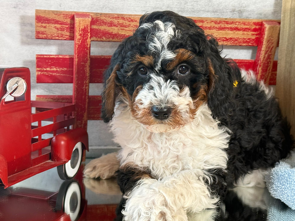 Thumbnail: SOLD - Serena - female F1b miniature bernedoodle