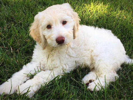Multigenerational Labradoodles coming Middle of June!!