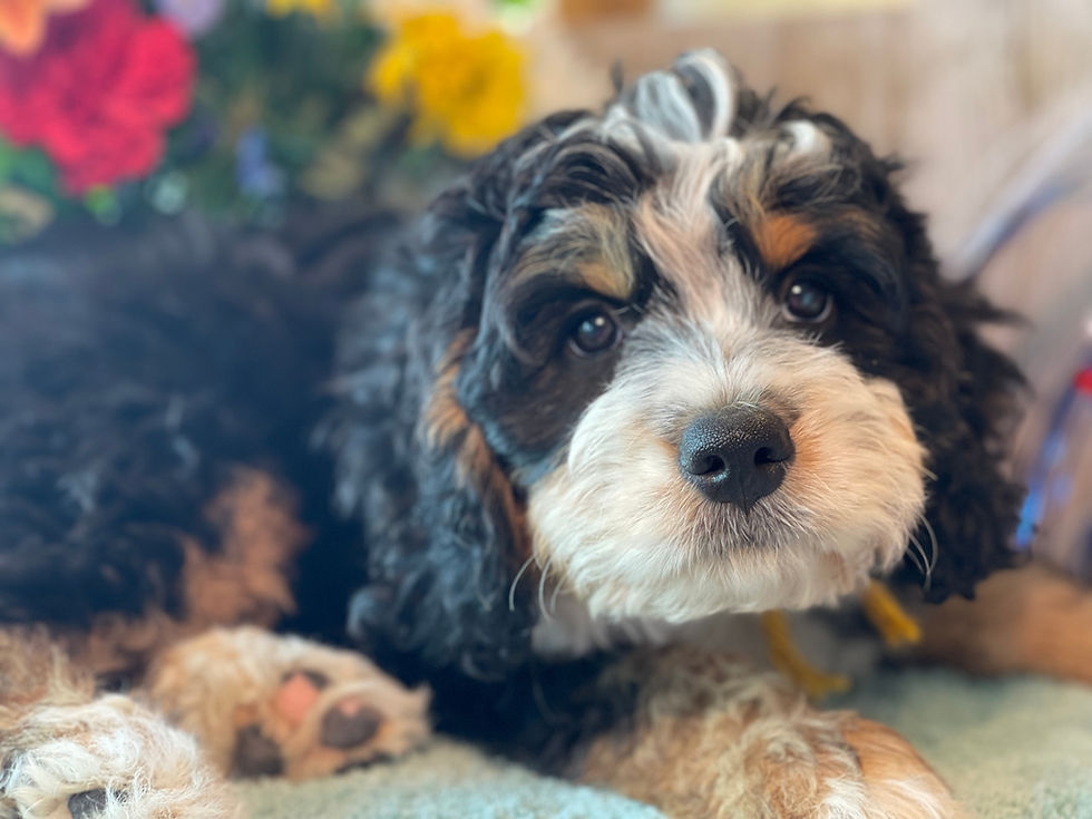 Thumbnail: SOLD - Nina - Yellow Collar female mini bernedoodle