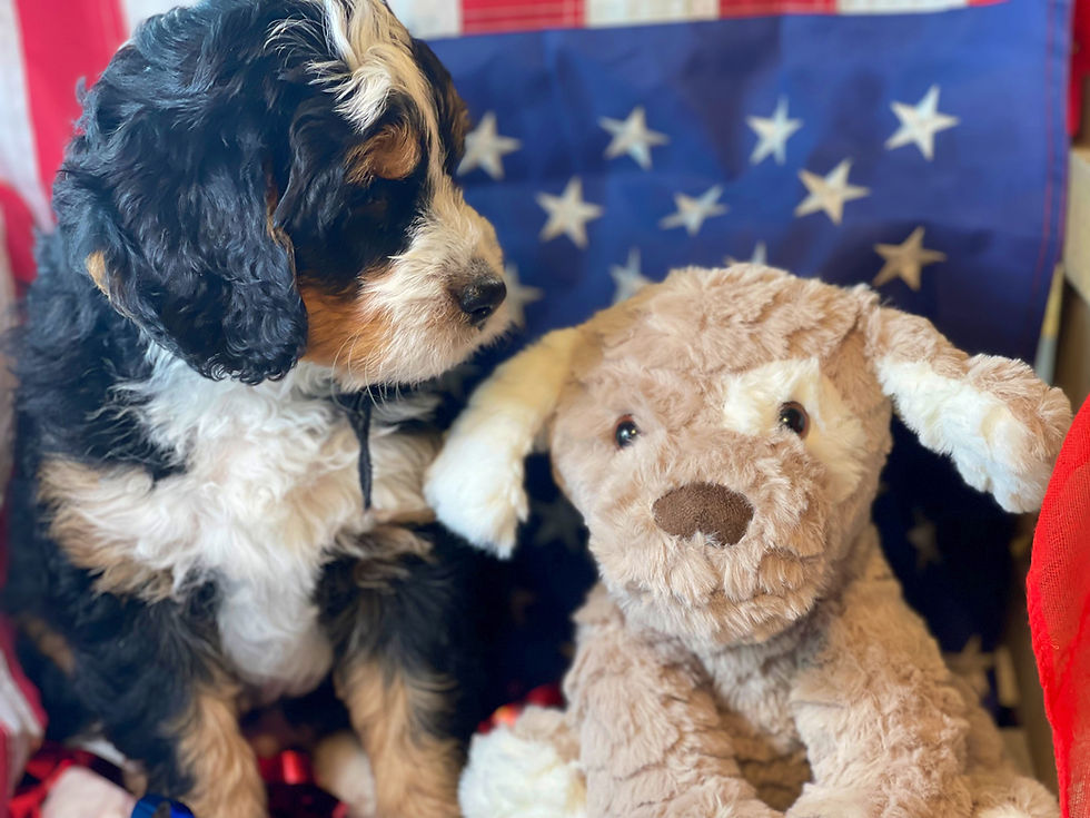 Thumbnail: SOLD - Logan - black collar male, F1 miniature bernedoodle