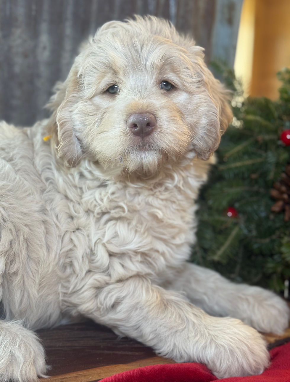 Thumbnail: SOLD.- Ripley - yellow collar female.  Standard multigenerational  labradoodle