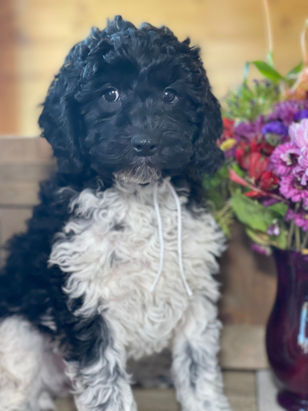 Thumbnail: SOLD- Star- white collar, black/white female multi-gen labradoodle