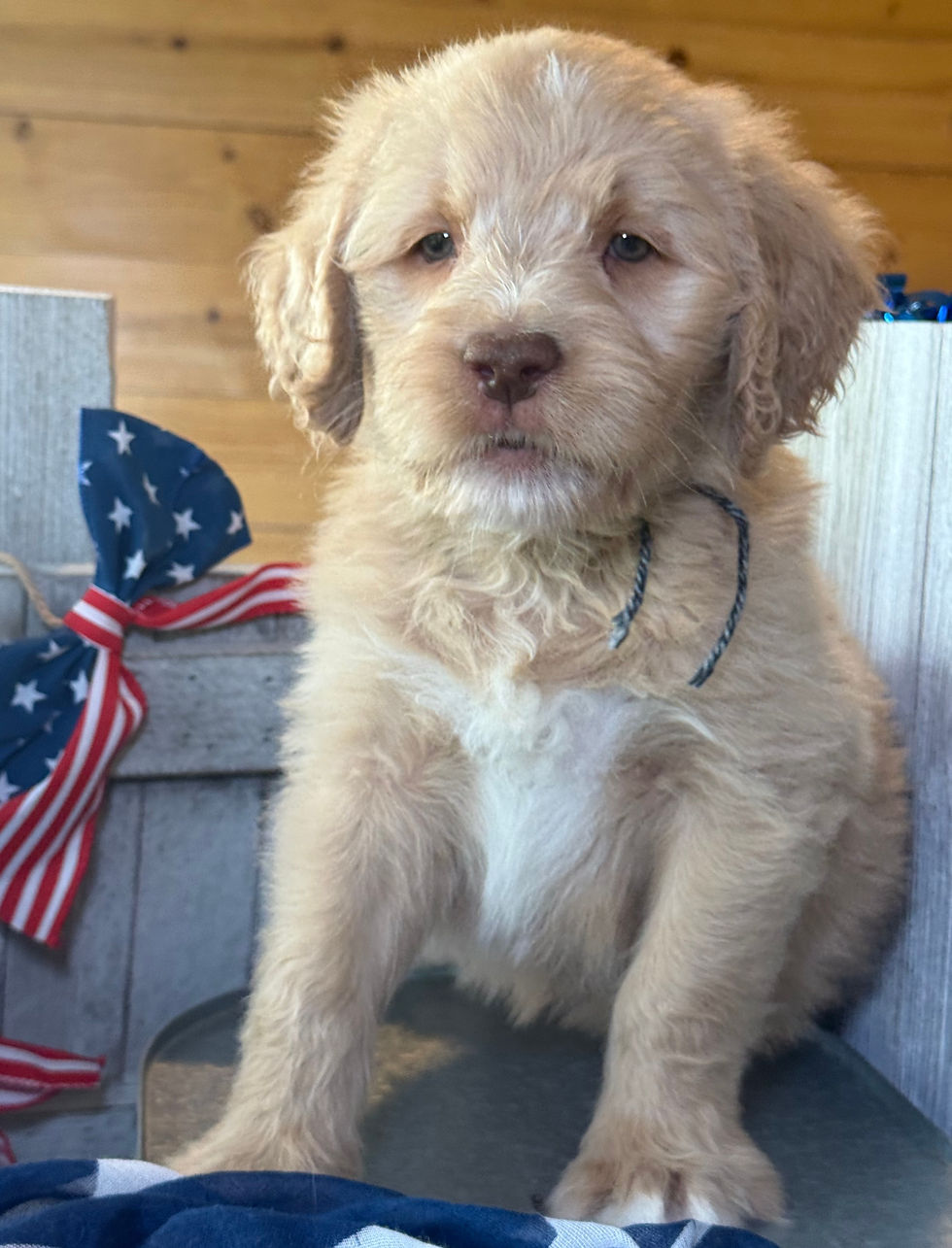 Thumbnail: SOLD - Ren - grey/black collar male, standard size labradoodle