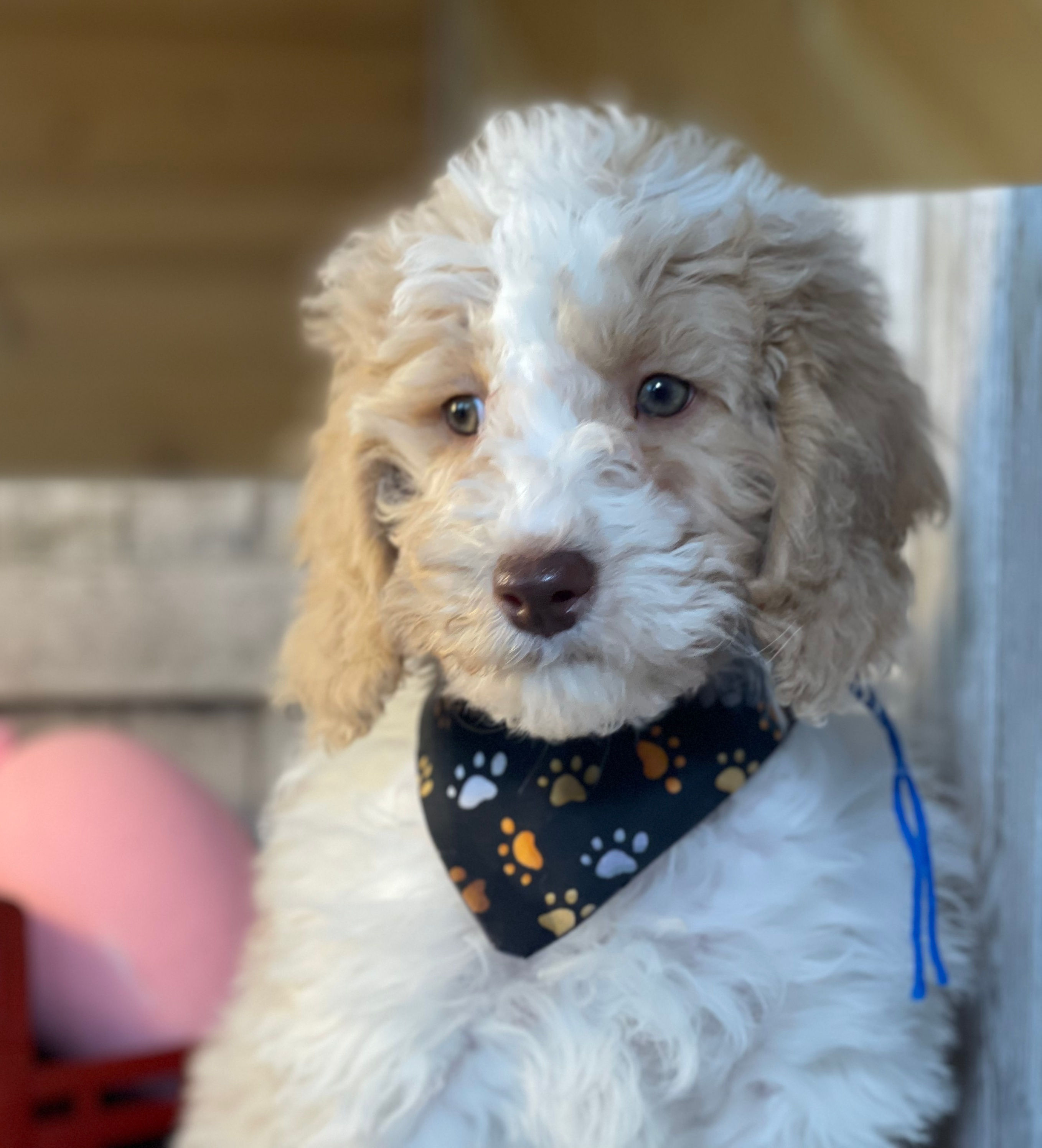 SOLD -Woody - blue collar male, F1b moyen size labradoodle