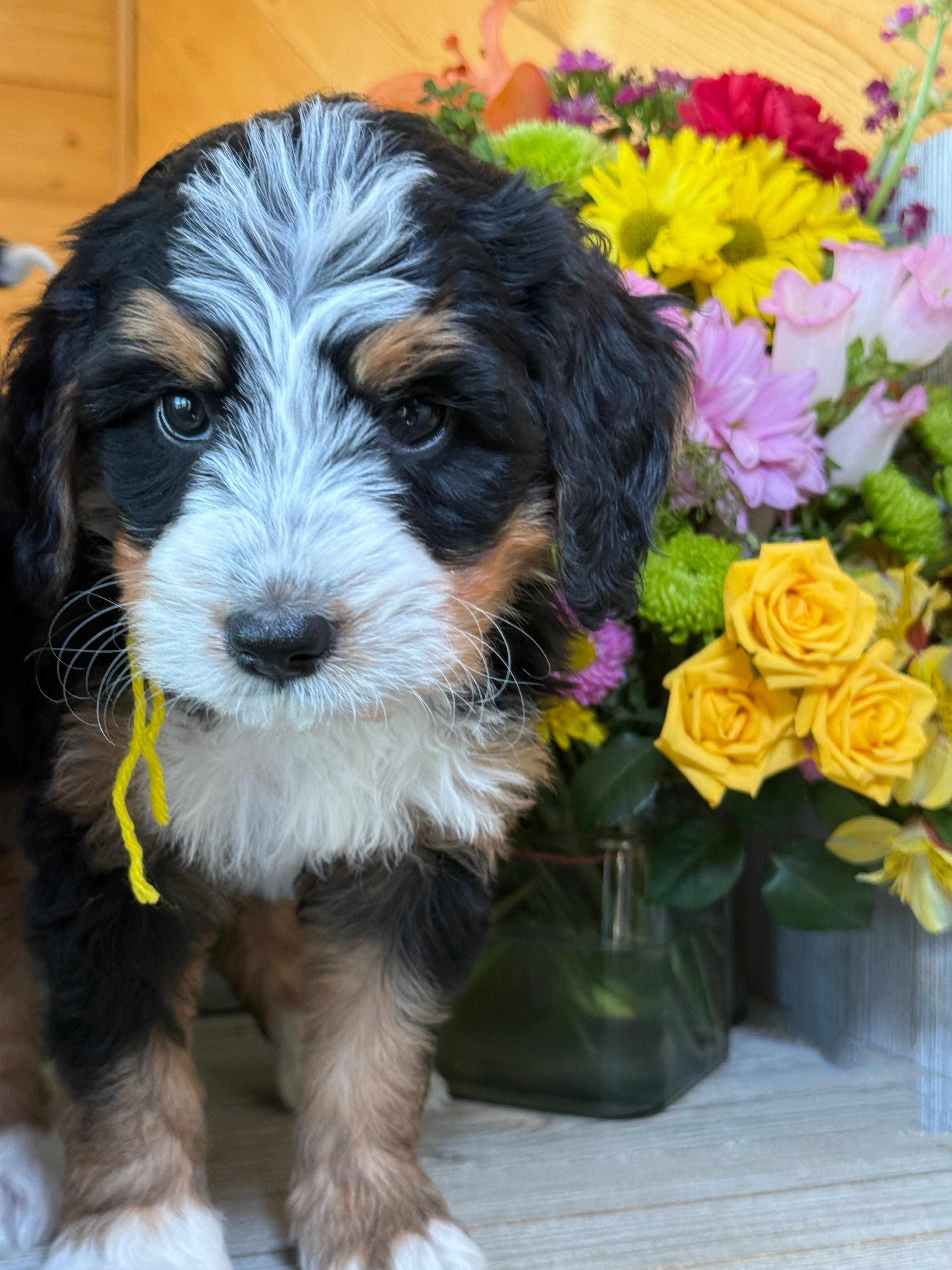 SOLD - Poppy - Yellow collar female, F1 moyen bernedoodle