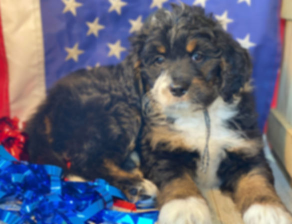 SOLD - Lainey - grey/black collar female, F1 miniature bernedoodle