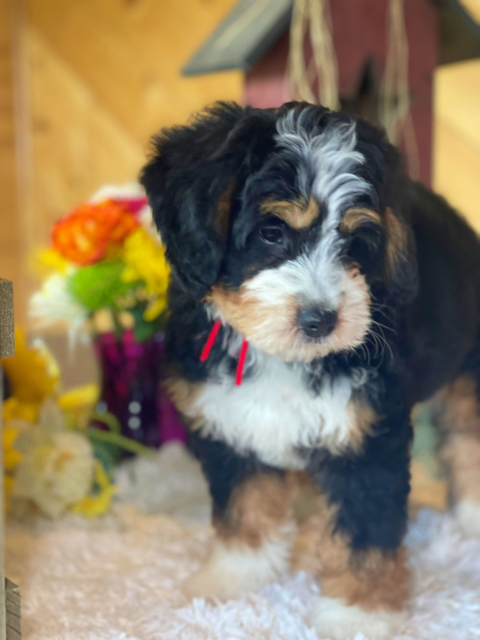 Thumbnail: SOLD - Emery- red collar female, F1 miniature bernedoodle