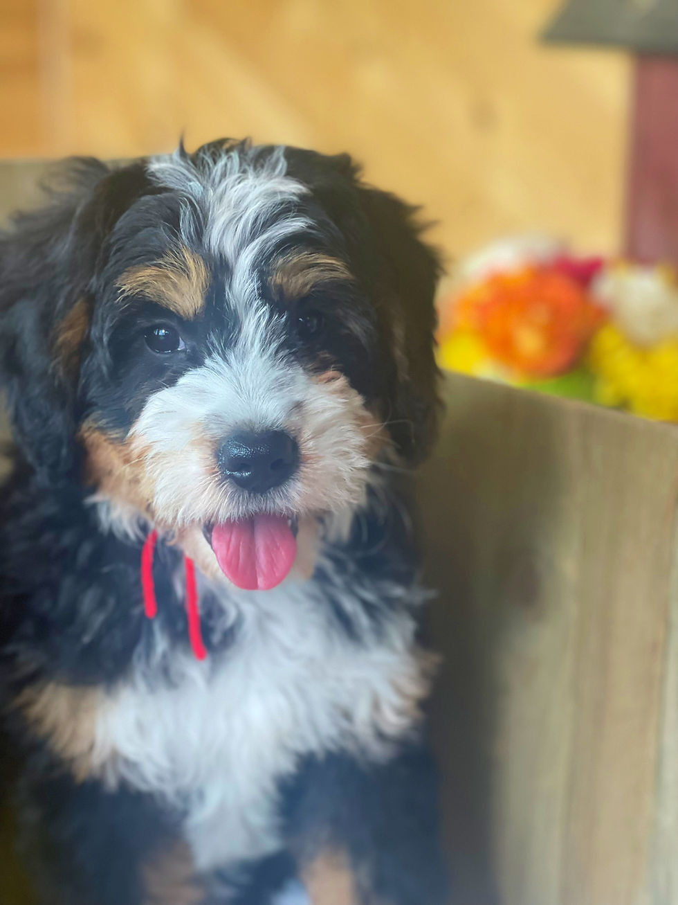 Thumbnail: SOLD - Emery- red collar female, F1 miniature bernedoodle
