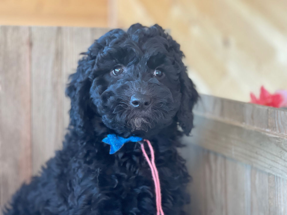 Thumbnail: SOLD - Penny - pink collar, female miniature multigen labradoodle