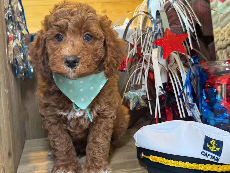 Thumbnail: SOLD - Maui -James Dean- Light Green collar male F1bb Mini English Goldendoodle