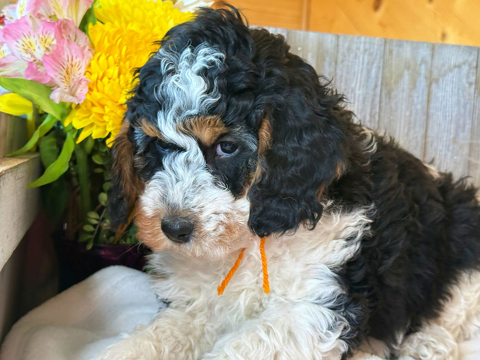 Thumbnail: SOLD - Wrigley - orange collar male, F1b miniature bernedoodle