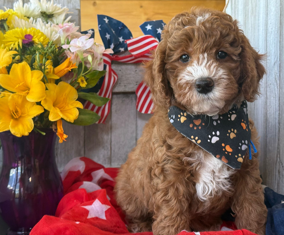 Thumbnail: Humphrey Bogart- Blue collar male F1bb Mini English Goldendoodle