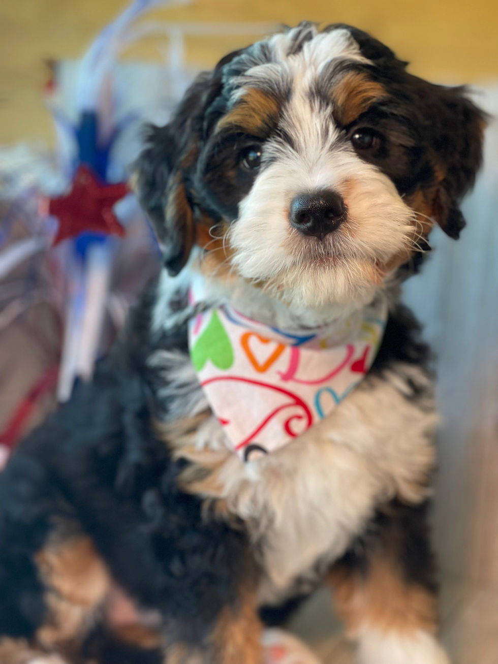 Thumbnail: SOLD - Klara - Grey/Pink Collar female mini bernedoodle
