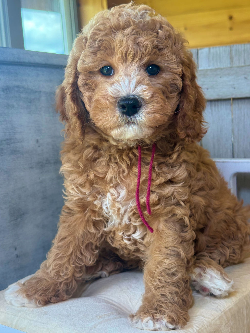 Thumbnail: Lana Turner- Burgundy Collar female -  Mini English Goldendoodle