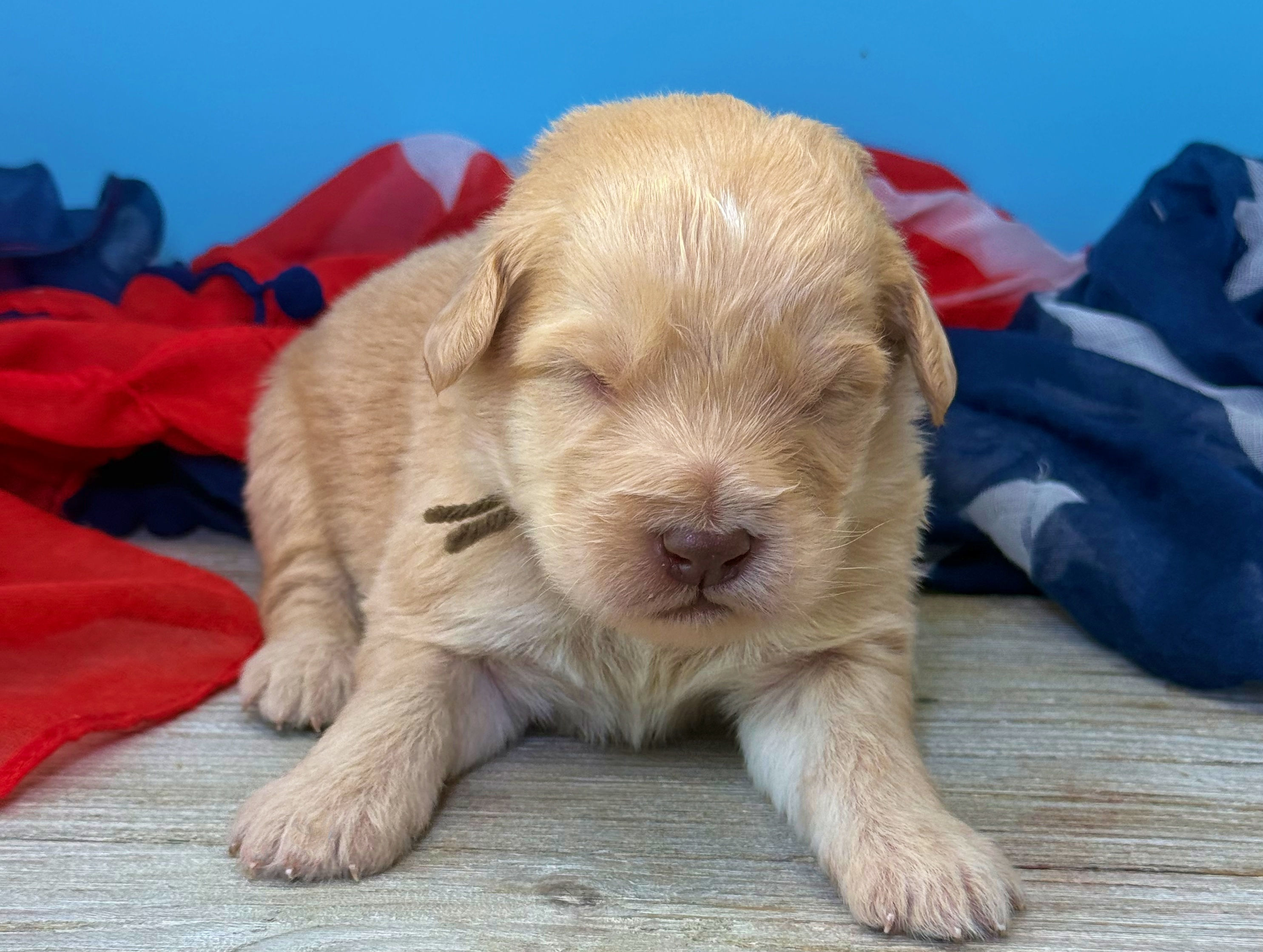 Willow - brown collar female, standard size labradoodle