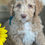 Thumbnail: SOLD Juniper - teal collar apricot male labradoodle