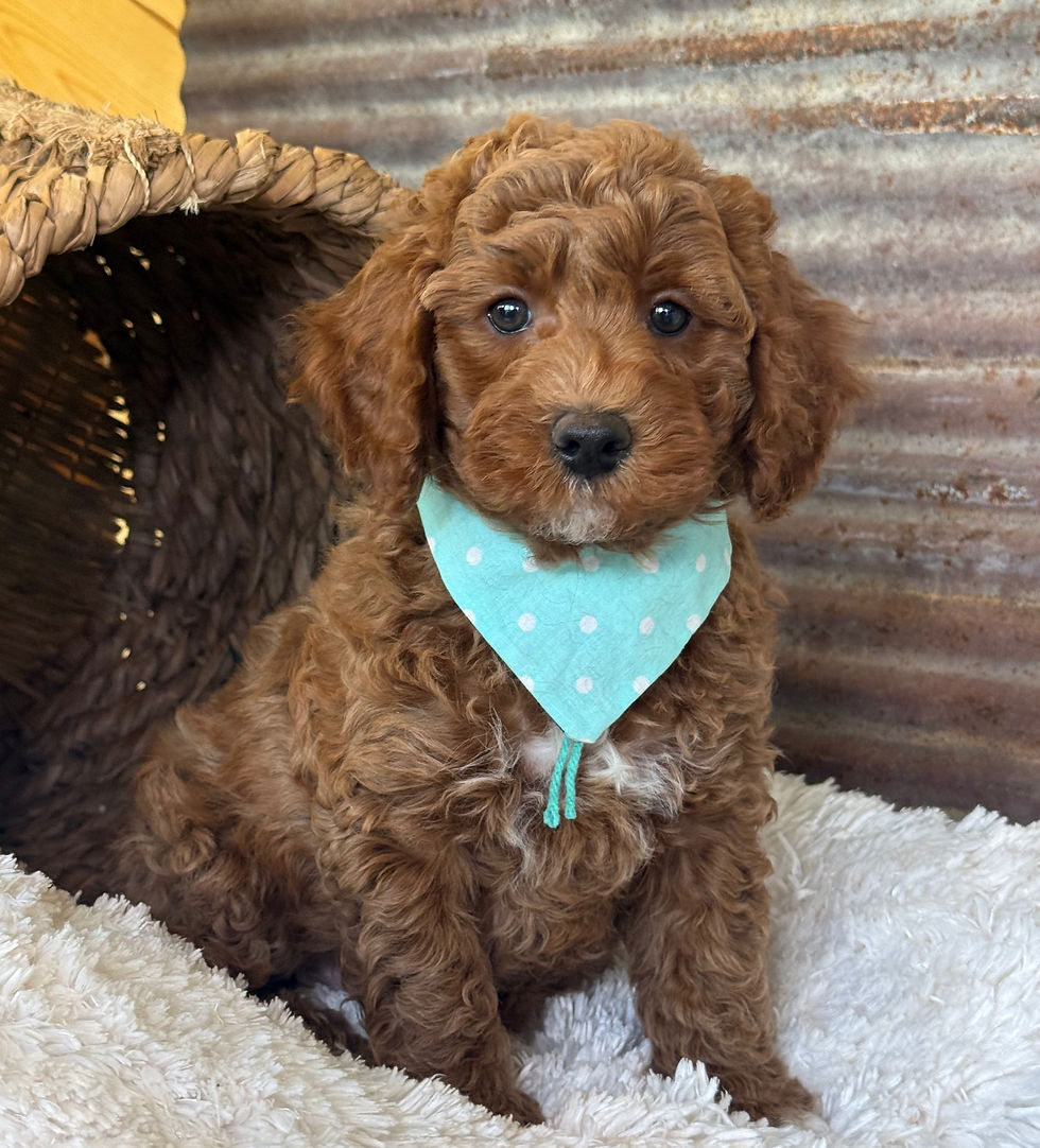 Thumbnail: SOLD - Maui -James Dean- Light Green collar male F1bb Mini English Goldendoodle