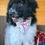 Thumbnail: SOLD - Scorpio - grey/black collar male, moyen F1b labradoodle