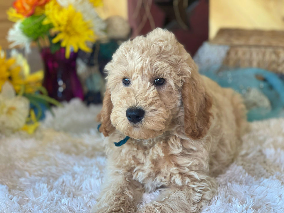 Thumbnail: SOLD - Brewer - Teal collar male - Moyen English Goldendoodle