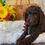 Thumbnail: SOLD - Rubble - Male, red collar, miniature labradoodle