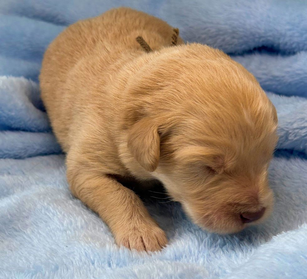 Thumbnail: Willow - brown collar female, standard size labradoodle