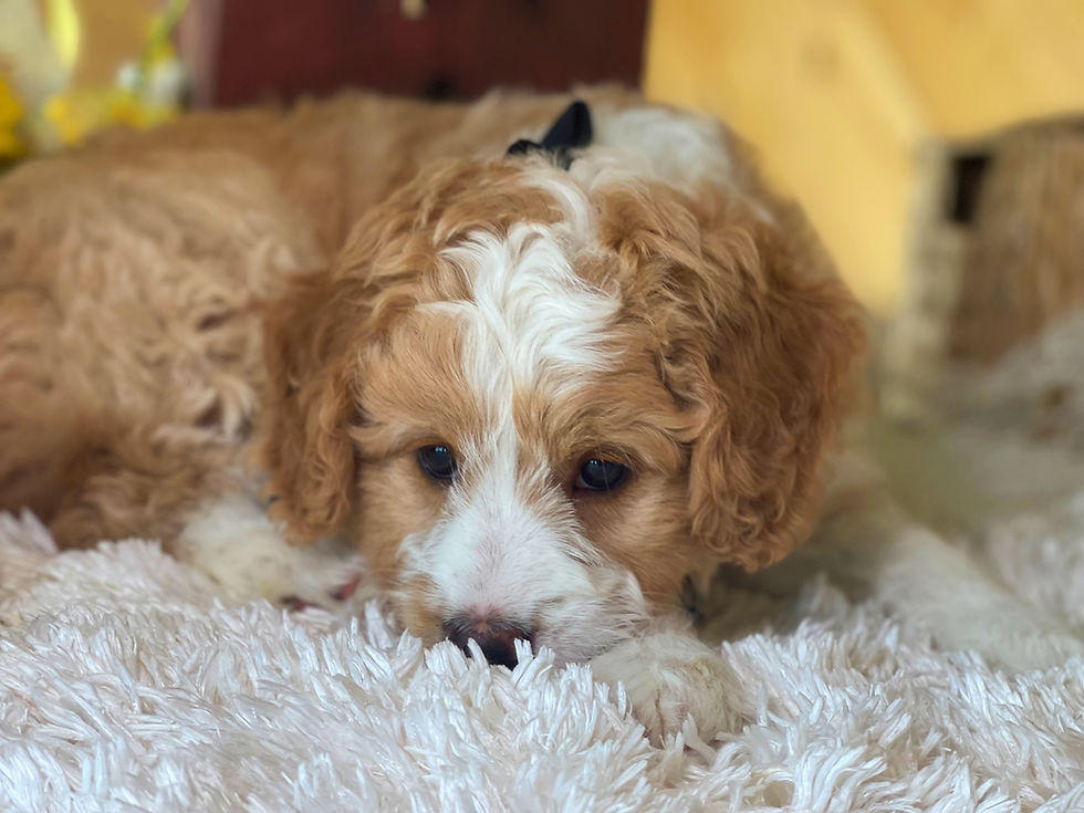 Thumbnail: SOLD - Alvin - blue collar male, F1b miniature bernedoodle