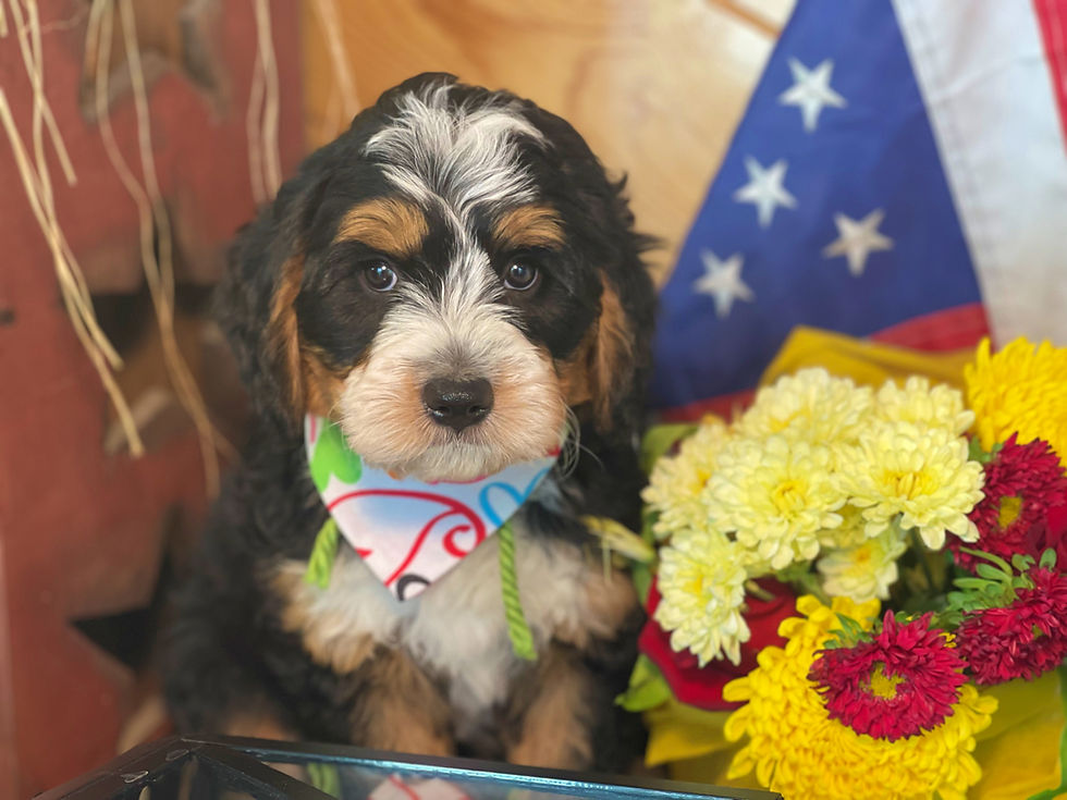 Thumbnail: SOLD - Max- Green collar male F1 Miniature Bernedoodle