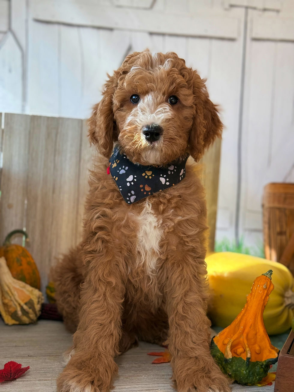 Thumbnail: SOLD - Chase - red collar male, F1b moyen size labradoodle