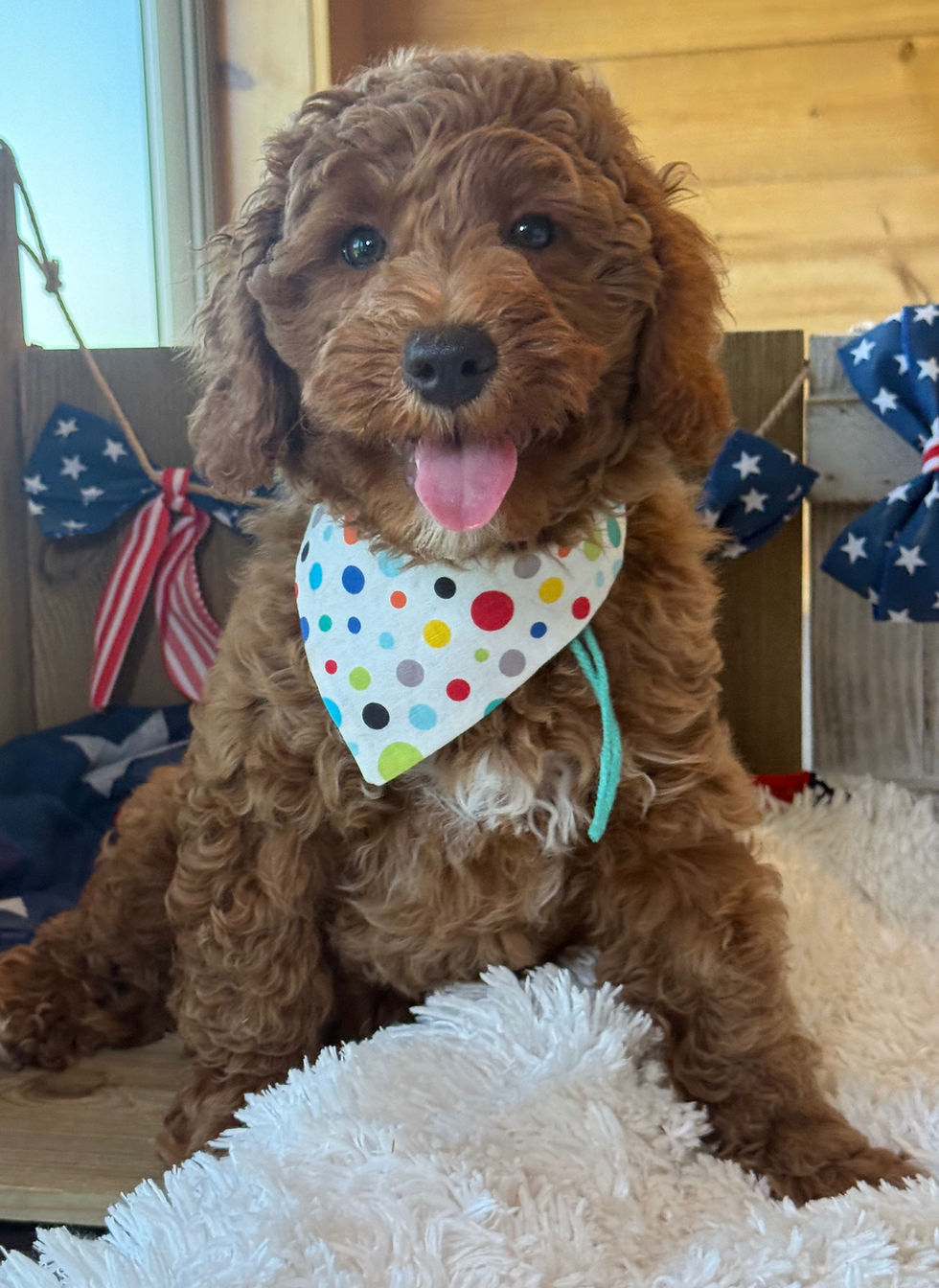 Thumbnail: SOLD - Maui -James Dean- Light Green collar male F1bb Mini English Goldendoodle